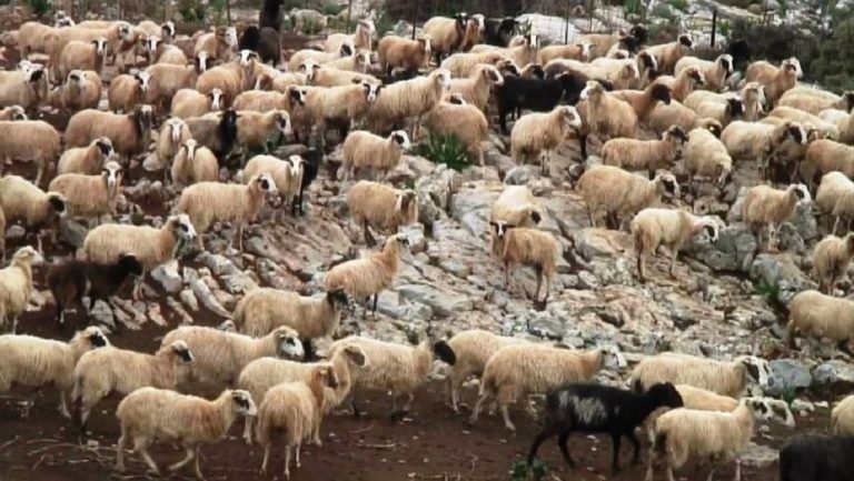 Έκδοση άδειας κτηνοτροφικής εγκατάστασης