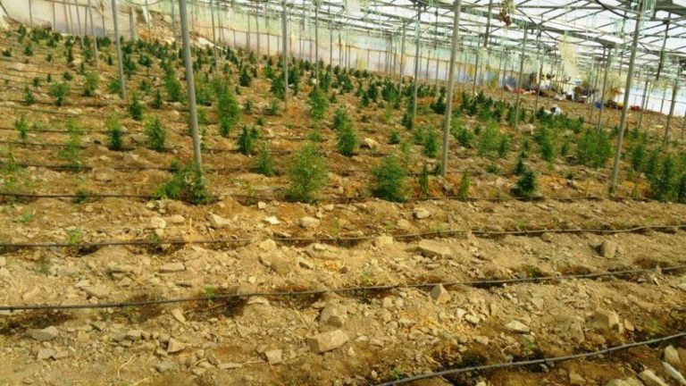 Καταδίκες για τη χασισοφυτεία