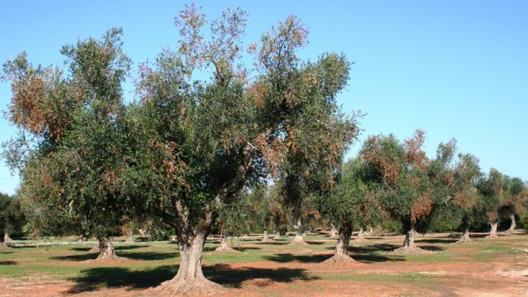 Ενημέρωση για το βακτήριο «Ξυλέλα»