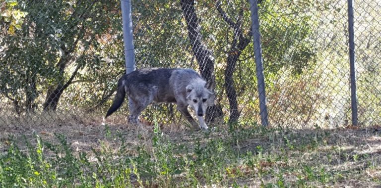 Δύο πρώην αιχμάλωτοι λύκοι στο καταφύγιο του Αρκτούρου