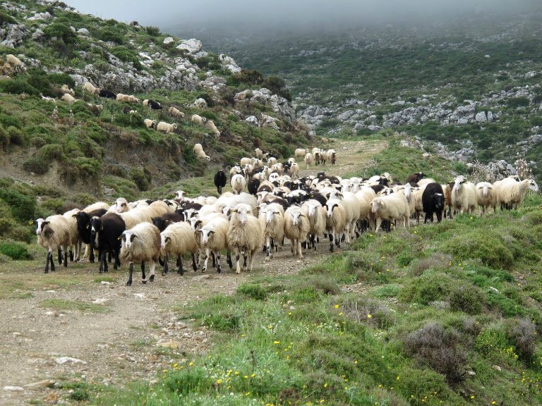 Ροδόπη: Η έντονη ξηρασία εφιάλτης για εκατό κτηνοτρόφους σε Οργάνη και Ραγάδα