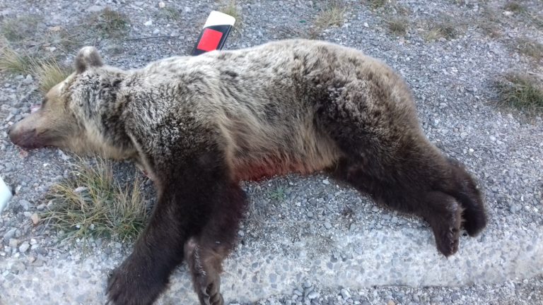 Κοζάνη: Δυο αρκούδες νεκρές μέσα σε 24 ώρες
