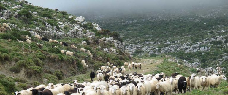 Κρήτη: Καταβολή μισθώματος βοσκήσιμων εκτάσεων 2016