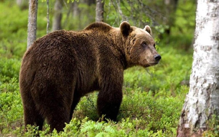 Φλώρινα: Επίθεση από αρκούδα σε 25χρονο