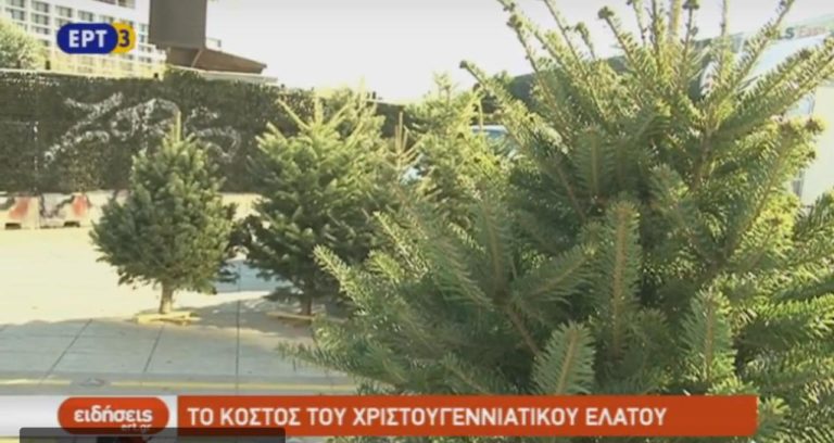 Το κόστος του Χριστουγεννιάτικου έλατου (video)