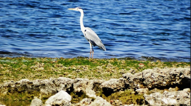 Υπόμνημα για ένταξη του Κολοβρέχτη στο Natura