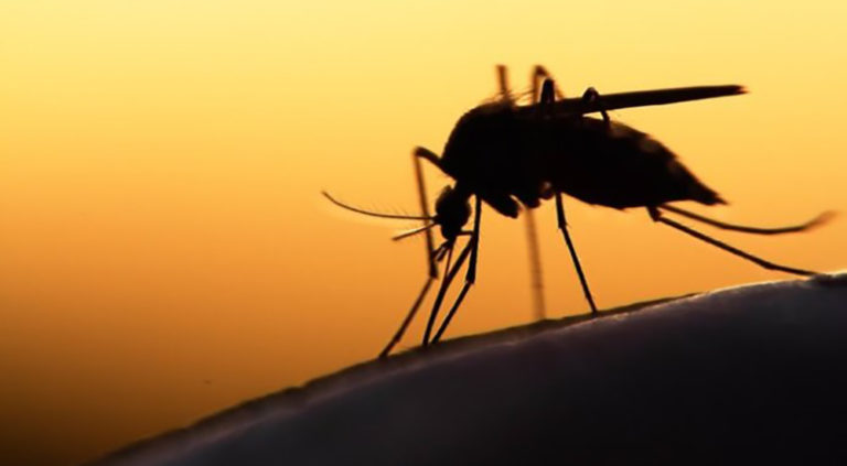 Χανιά: Ημερίδα για τα κουνούπια