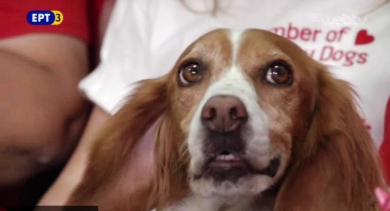 Therapy dogs (video)