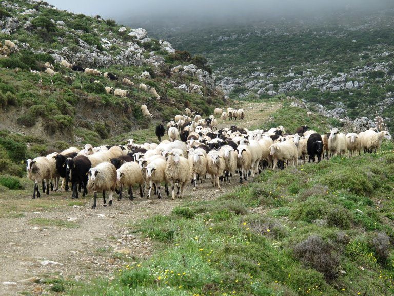 Ροδόπη: Μάχη για την εξασφάλιση των ζωοτροφών δίνουν οι κτηνοτρόφοι