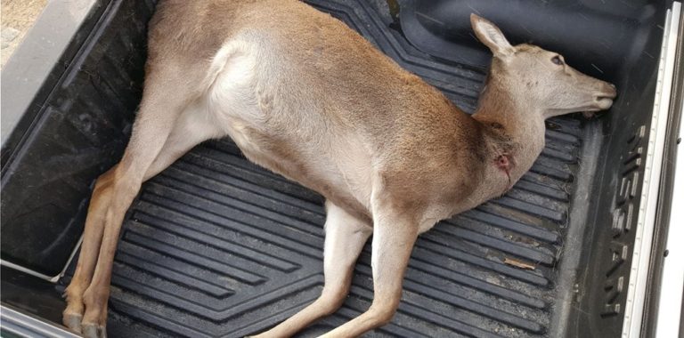 Αμύνταιο: Νεκρό ελάφι από πυροβολισμό βρέθηκε στο Νυμφαίο