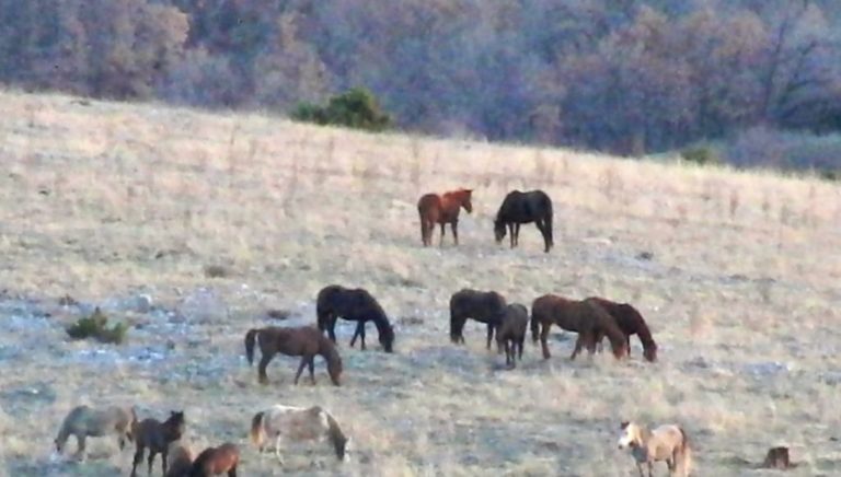 Γρεβενά: Δράσεις για τα άλογα και τα βοοειδή της Πίνδου