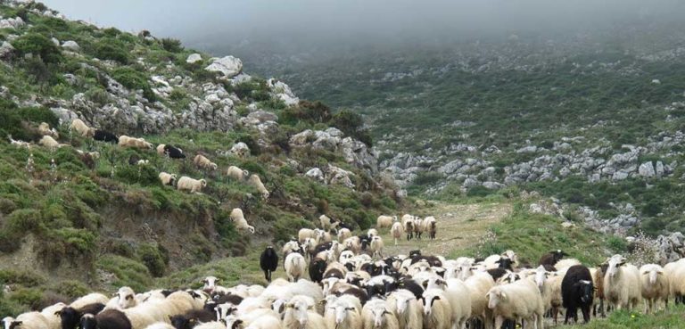 Κατανομή βοσκήσιμων εκτάσεων έτους 2017, για τους Κτηνοτρόφους  του Δ. Πλατανιά