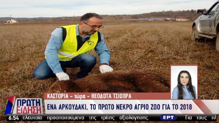 Νεκρό αρκουδάκι στην Καστοριά (video)