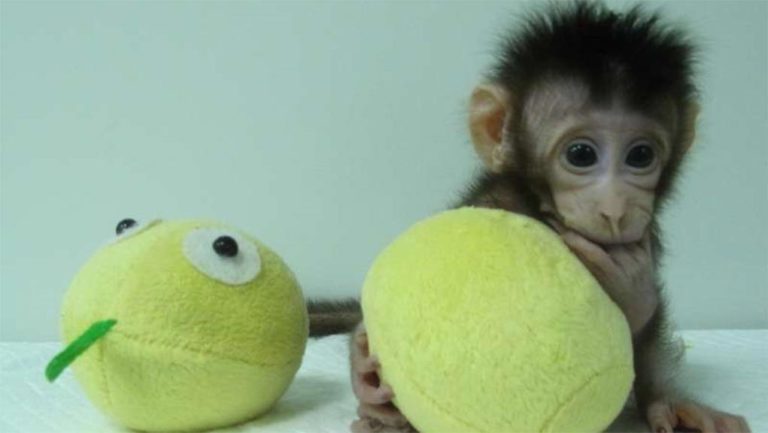 Πρώτες μαϊμούδες-κλώνοι – Έσπασε το τεχνικό φράγμα για την κλωνοποίηση πρωτευόντων θηλαστικών