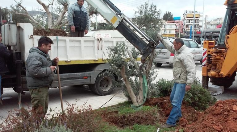 Αιωνόβιες ελιές κοσμούν το Χαϊδάρι