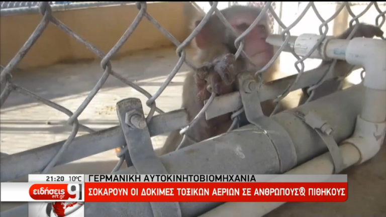 Γερμανία: Σοκάρουν οι δοκιμές τοξικών αερίων σε ανθρώπους και πιθήκους (video)