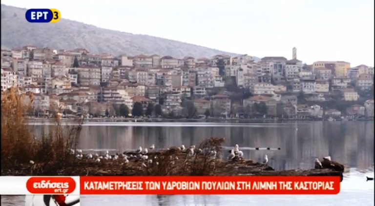 Τα υδρόβια πουλιά στην λίμνη της Καστοριάς (video)