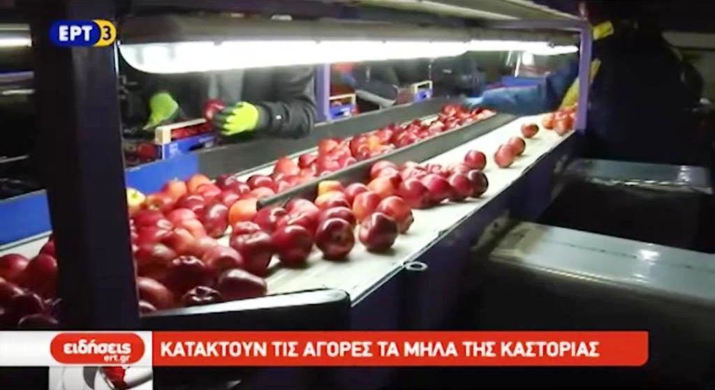 Κατακτούν τις αγορές τα μήλα της Καστοριάς (video)