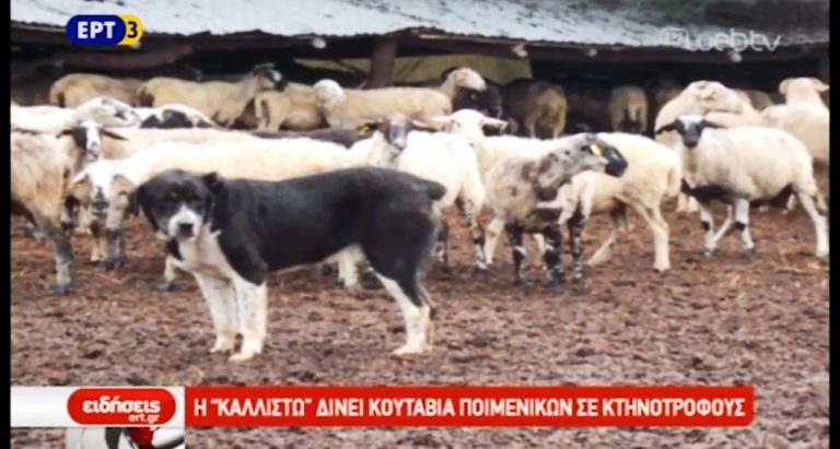 Ελληνικοί Ποιμενικοί: οι καλύτεροι φύλακες για τους κτηνοτρόφους (video)