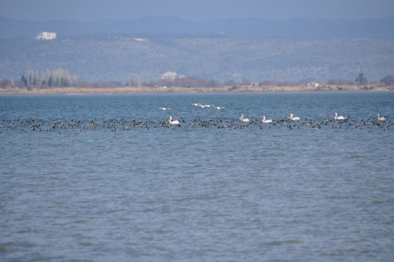 Καταμέτρηση  υδρόβιων πουλιών