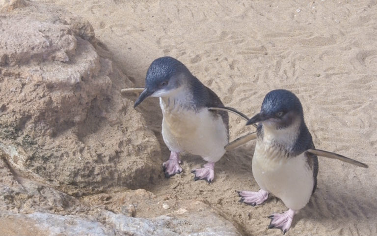ΕΡΤ2 – «Australian Penguins»