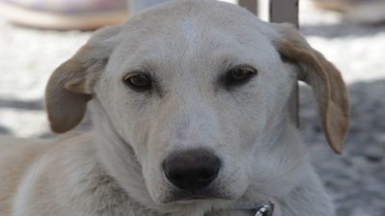 Ψήφισμα του δήμου Καρπάθου για τη θανάτωση σκύλου