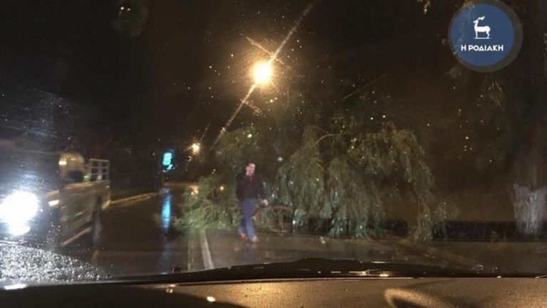 Κατέρρευσε δένδρο από την έντονη βροχόπτωση