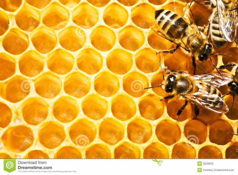 Διημερίδα μελισσοκομίας στο ΔΙΕΚ Επιδαύρου