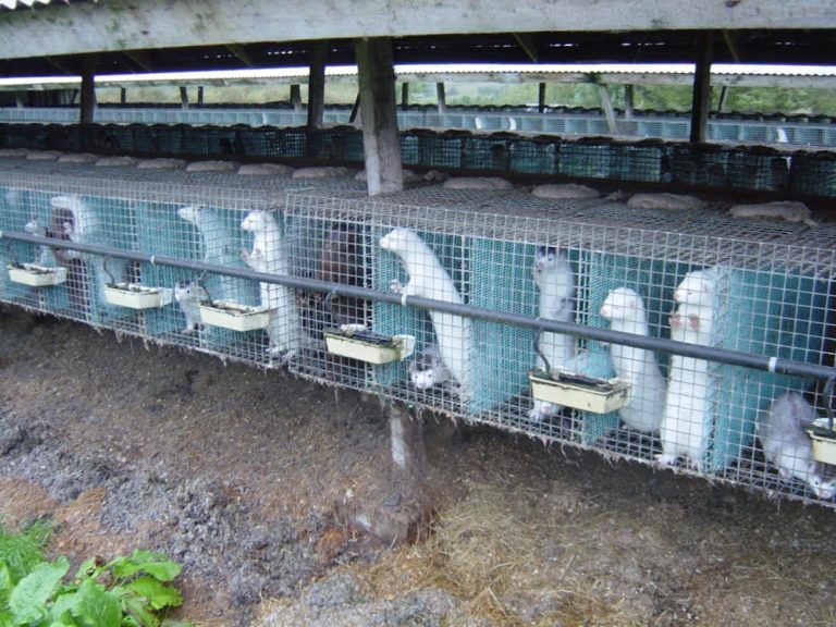Δ. Μακεδονία: Εντατικοί έλεγχοι και επιτήρηση στις φάρμες γουνοφόρων ζώων