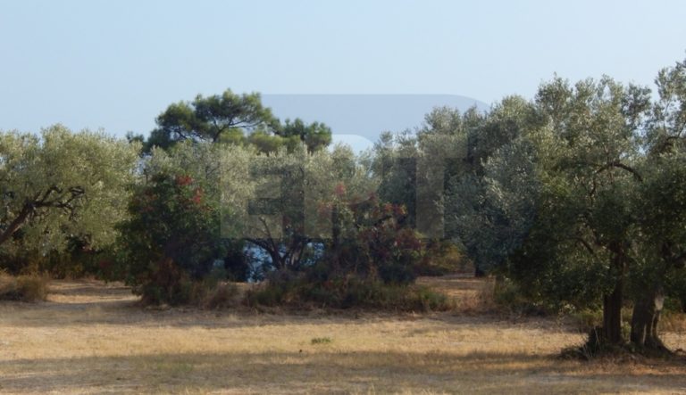 Προοπτικές για το ελαιόλαδο της Μάκρης ανοίγει το Π. Ο. Π.