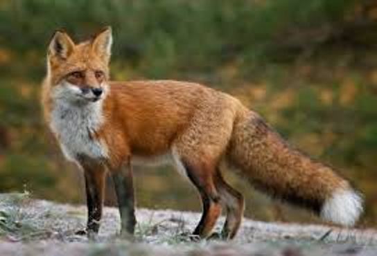 Σέρρες : Παρατείνεται η συλλογή δειγμάτων αλεπούδων