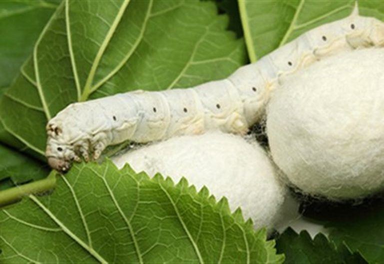 Ερώτηση Α. Δημοσχάκη για σηροτροφία