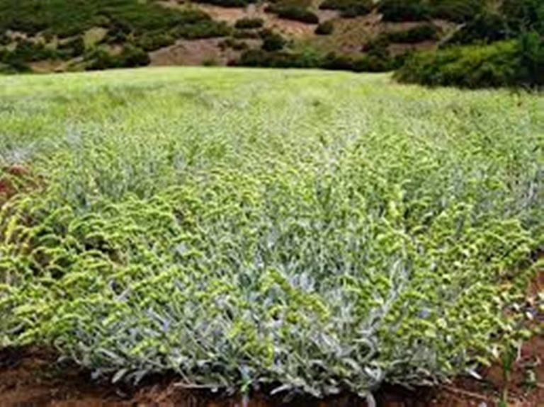 Πτολεμαΐδα: Σεμινάρια για καλλιεργητές αρωματικών φυτών