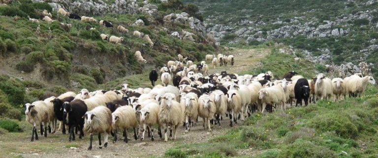 Κίσσαμος: Καταβολή μισθώματος βοσκήσιμων εκτάσεων