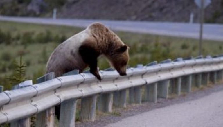 Γρεβενά: Εμφάνιση αρκούδας στις παρυφές της πόλης