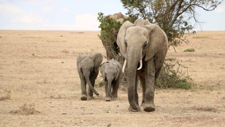 Επιστήμονες μελέτησαν το DNA αρχαίων και σύγχρονων ελεφάντων