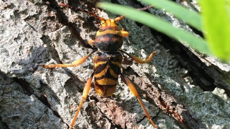 Καλαμάτα: Ωφέλιμα έντομα από τον Δήμο στα πάρκα