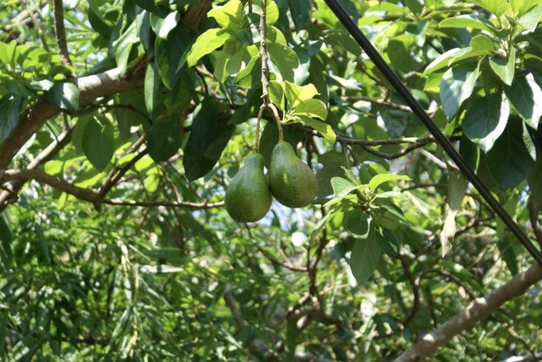 Β. Βαγιωνάκη – Αντ. Μπαλωμενάκης: Στον Αστυνομικό Δ/ντή για τις κλοπές αβοκάντο