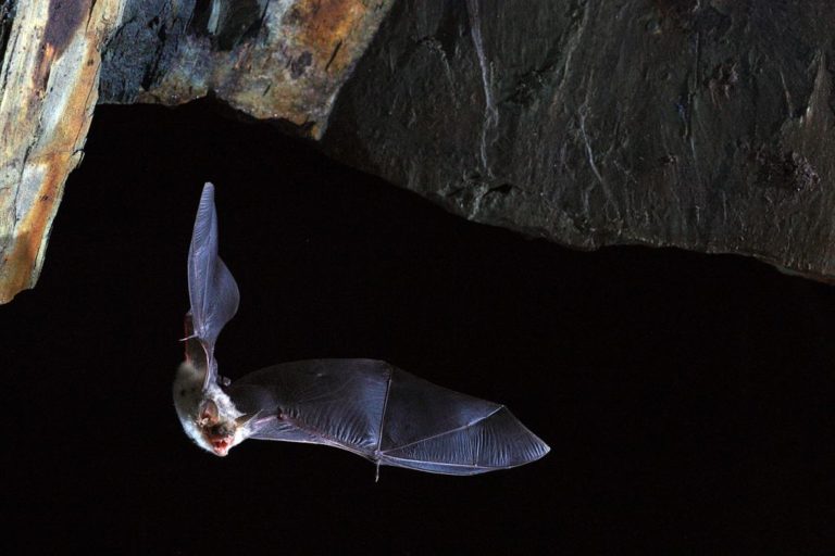 Νυχτερίδες με κορονοϊούς ικανούς να μολύνουν τους ανθρώπους ανακαλύφθηκαν στο Λάος