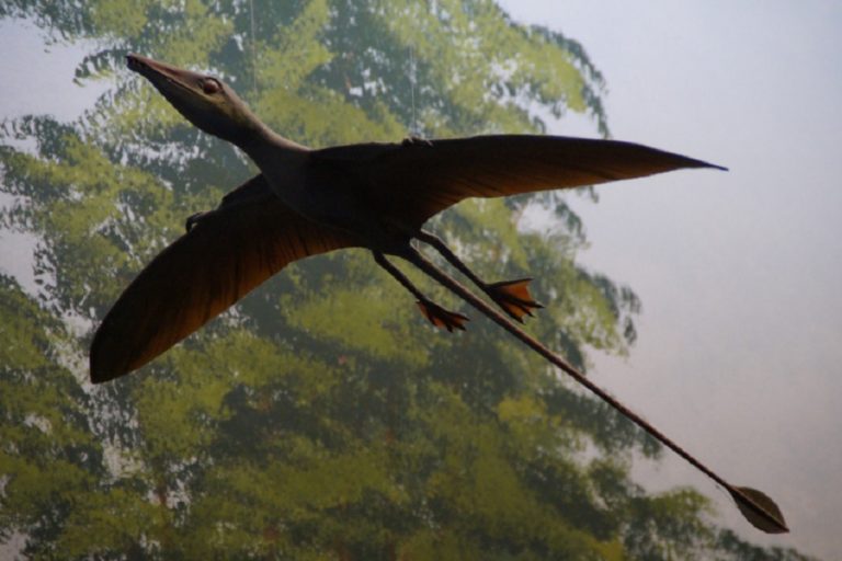 Ανακαλύφθηκε το πιο πλήρες προϊστορικό δείγμα πουλιού μέσα σε κεχριμπάρι