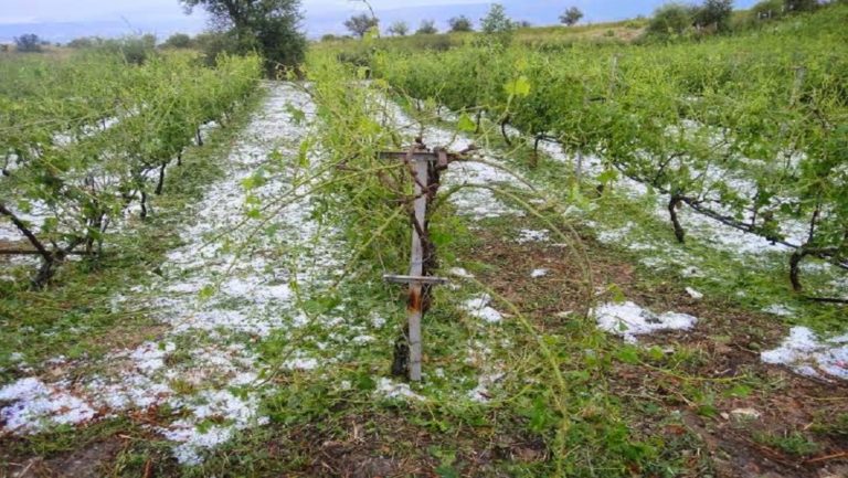 Σέρρες: Μεγάλες ζημιές από μπουρίνι σε αγροτικές καλλιέργειες