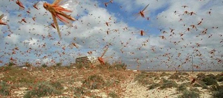Σμήνη ακρίδων πλήττουν τα σπαρτά στην Ανατολική Ροδόπη