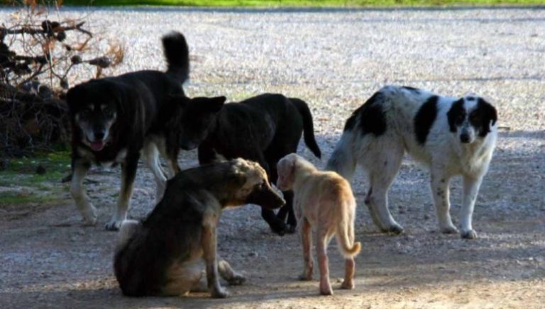 Ζάκυνθος: Νέο περιστατικό πυροβολισμού σκύλου