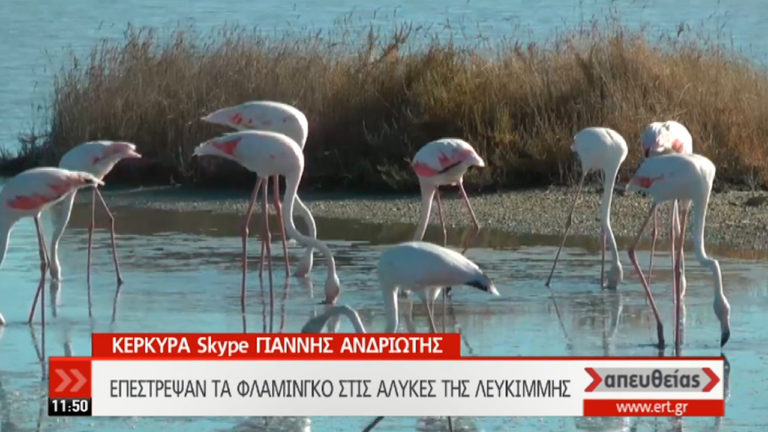 Επέστρεψαν τα φλαμίνγκο στις αλυκές της Λευκίμμης (video)