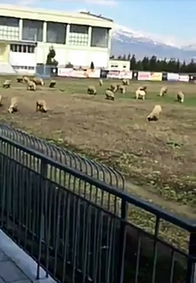 Ελπίδα Σκουτάρεως:  Αντί για γήπεδο… πρόβατα
