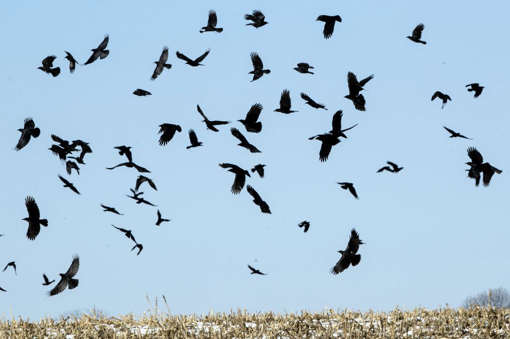 Μειώνεται ο πληθυσμός των πουλιών στις γεωργικές περιοχές της Γαλλίας