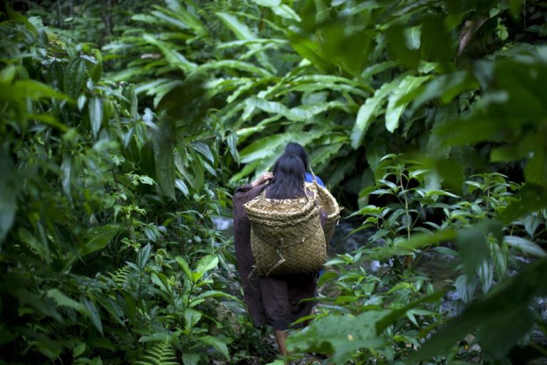 Χάρη στην ανακάλυψη νέων οικισμών «ξαναγράφεται» η ιστορία του Αμαζονίου