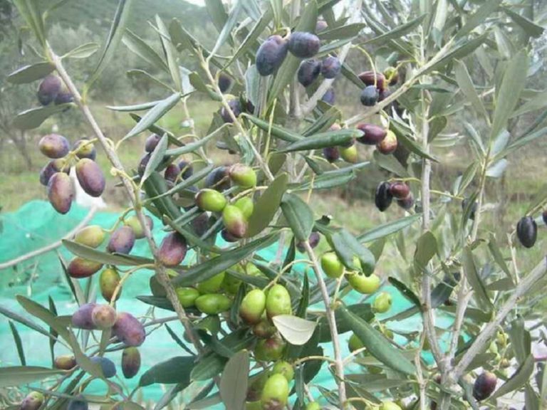 Άρχισε η δακοκτονία…