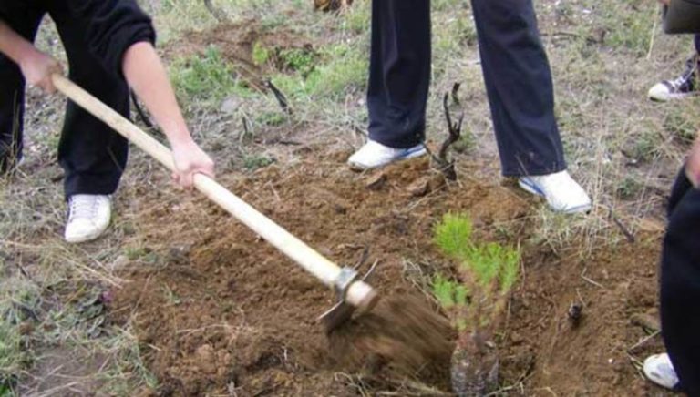 Το ΕΕΑ φυτεύει 20.000 δέντρα στις καμένες περιοχές της Αττικής
