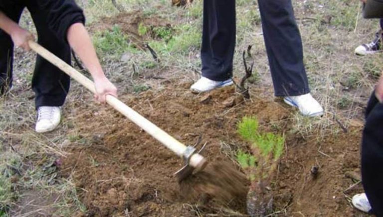 Δενδροφύτευση στη Νίκαια στη δράση «Φροντίζω τη γειτονιά μου»